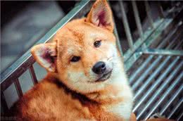 养宠经验分享:狗狗吃钙片的最佳时间