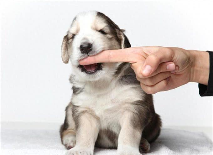 养狗久了才明白，它假咬你，不是在跟你玩