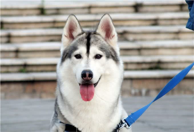 养狗久了才明白，它假咬你，不是在跟你玩