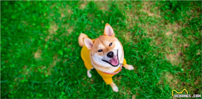 养狗久了才明白，它假咬你，不是在跟你玩