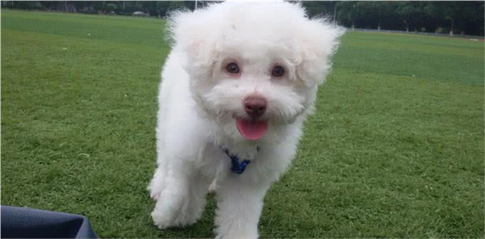 养狗久了才明白，它假咬你，不是在跟你玩