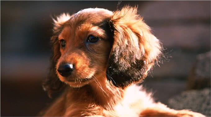 养狗久了才明白，它假咬你，不是在跟你玩