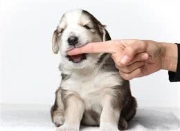 养狗久了才明白，它假咬你，不是在跟你玩