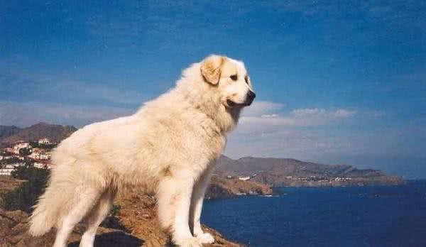 丹麦不但有好吃的生蚝,还有好吃,不,好棒的狗狗!