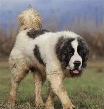 丹麦不但有好吃的生蚝,还有好吃,不,好棒的狗狗!