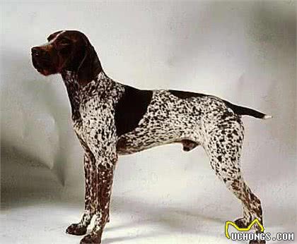 丹麦不但有好吃的生蚝,还有好吃,不,好棒的狗狗!