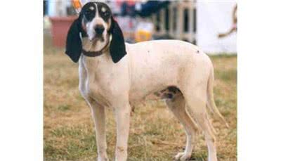 丹麦不但有好吃的生蚝,还有好吃,不,好棒的狗狗!