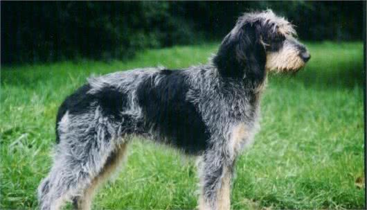 丹麦不但有好吃的生蚝,还有好吃,不,好棒的狗狗!