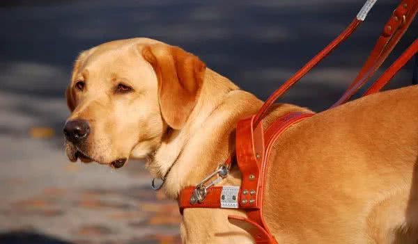 带狗狗出门运动，主人必须要注意这些事