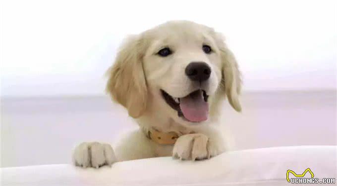 带狗狗出门运动，主人必须要注意这些事