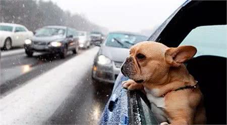 带狗狗出门运动，主人必须要注意这些事