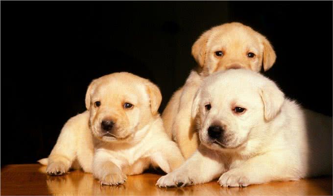 狗的生活习性之医疗常识