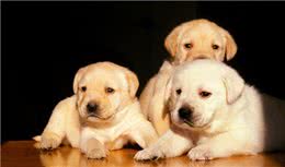 狗的生活习性之医疗常识