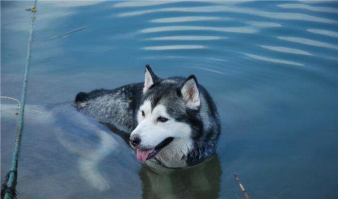 六条关于哈士奇的冷知识，你真的了解它吗?