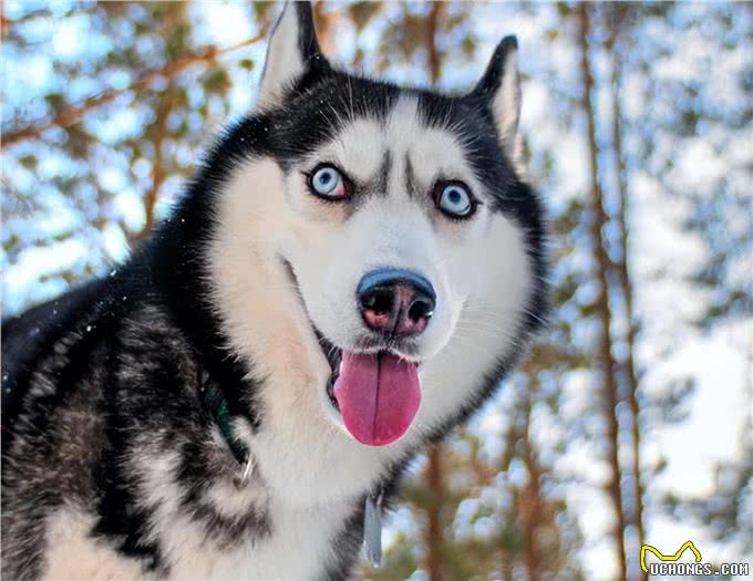 六条关于哈士奇的冷知识，你真的了解它吗?