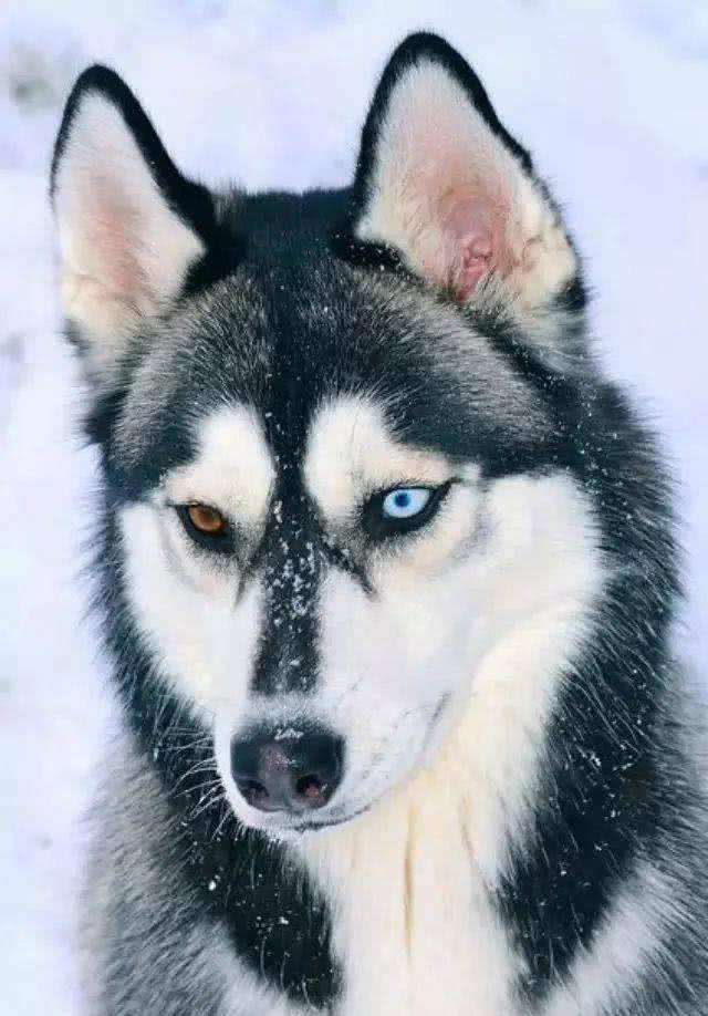 六条关于哈士奇的冷知识，你真的了解它吗?