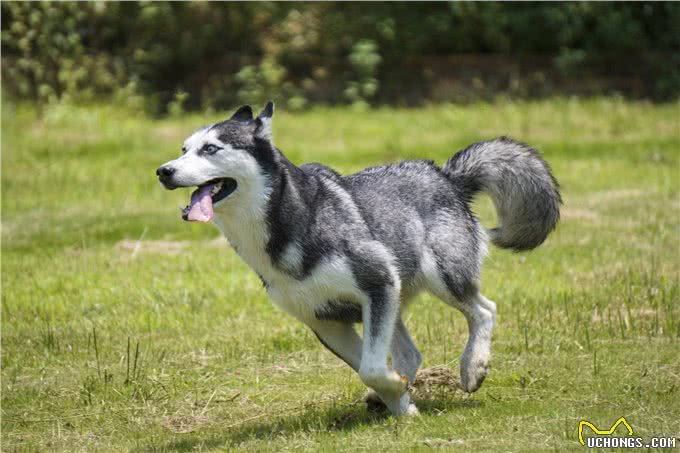 六条关于哈士奇的冷知识，你真的了解它吗?