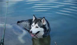 六条关于哈士奇的冷知识，你真的了解它吗?