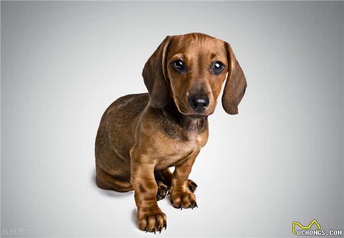 关于狗狗的冷知识,惊掉下巴!