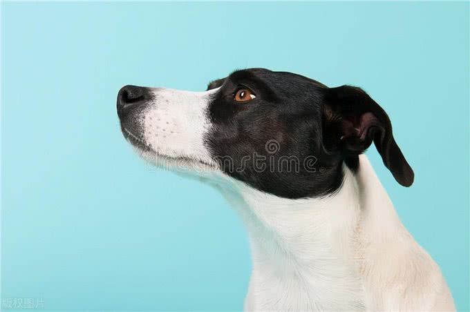 关于狗狗的冷知识,惊掉下巴!