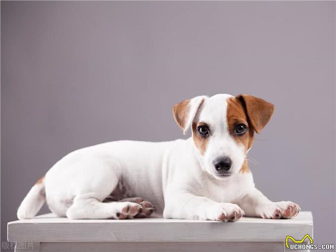 关于狗狗的冷知识,惊掉下巴!