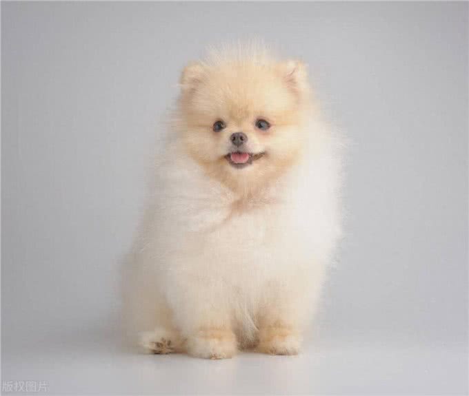 博美不能吃的十大食物