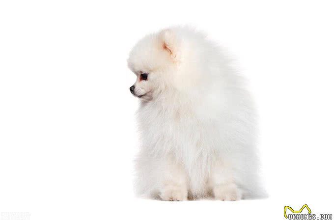 博美不能吃的十大食物