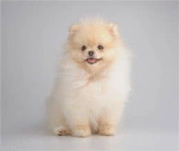 博美不能吃的十大食物