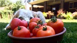 狗狗能吃西红柿吗?营养丰富但要正确喂食，吃错部位会中毒