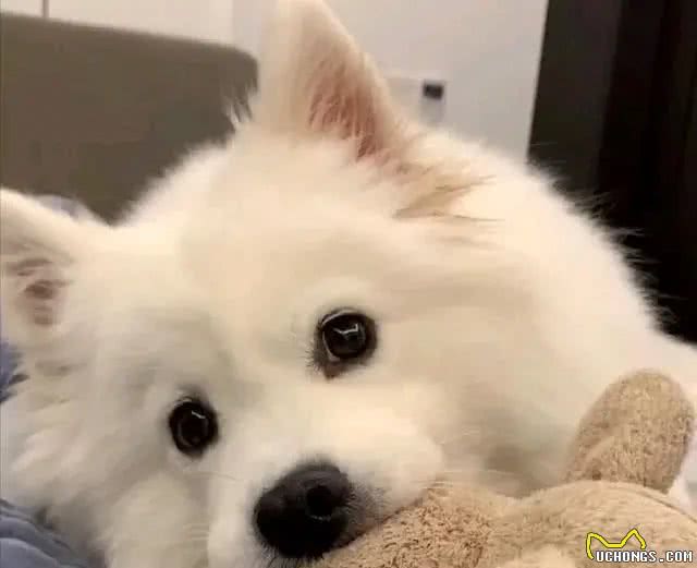 和狗狗天天说话，它真的能听懂吗?揭秘人犬沟通的奥秘