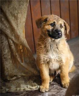 和狗狗天天说话，它真的能听懂吗?揭秘人犬沟通的奥秘