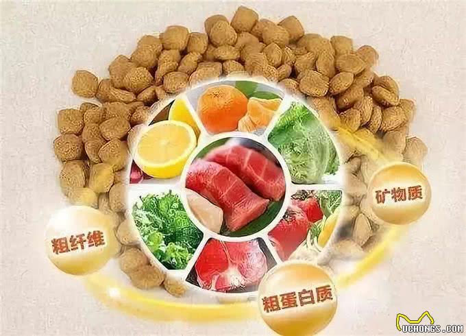 被喂了一天狗粮,却依然对狗粮一无所知?