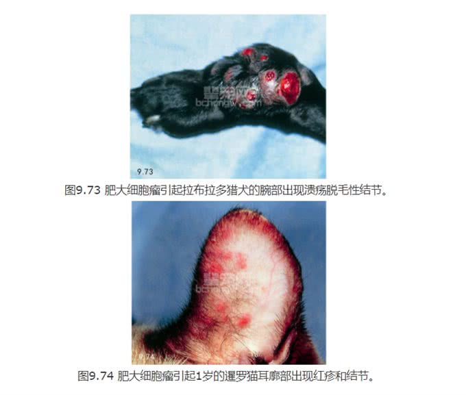 犬猫的肥大细胞瘤!还不了解一下?