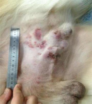犬猫的肥大细胞瘤!还不了解一下?