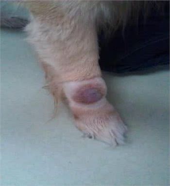 犬猫的肥大细胞瘤!还不了解一下?