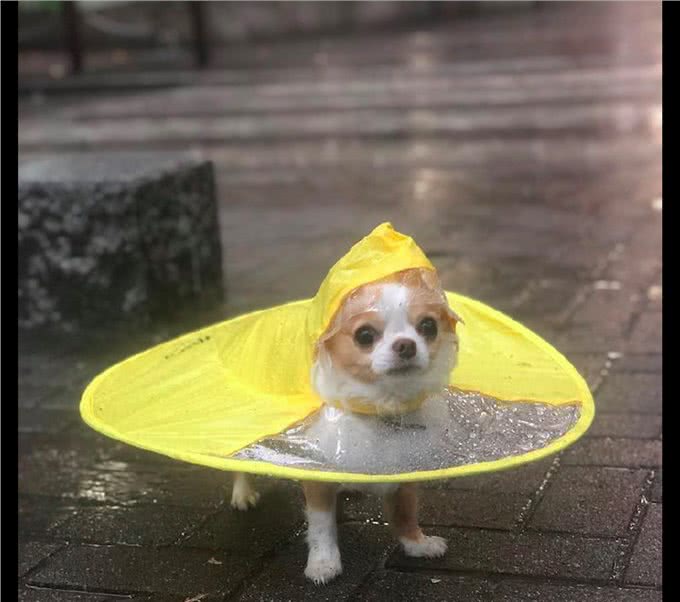 主人给狗买了个雨衣，穿着出去它很疑惑：下雨天我可以不出门的