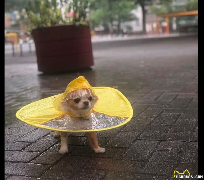 主人给狗买了个雨衣，穿着出去它很疑惑：下雨天我可以不出门的