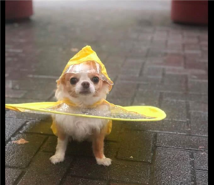 主人给狗买了个雨衣，穿着出去它很疑惑：下雨天我可以不出门的