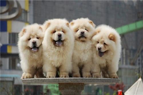 松狮好养吗?新手养松狮该注意什么事项?