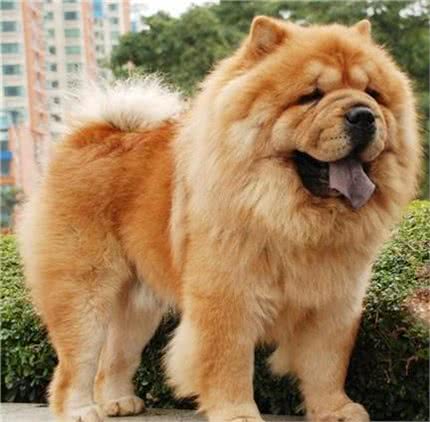 松狮好养吗?新手养松狮该注意什么事项?