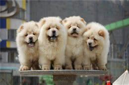 松狮好养吗?新手养松狮该注意什么事项?