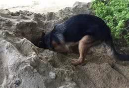 想发现金矿吗?那么就养一只动物吧，盘点动物的逆天找矿能力