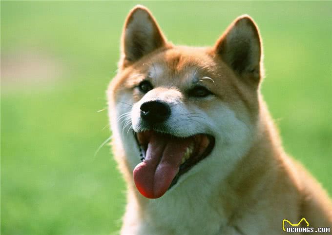 新人养狗的十大注意事项，这些你都知道吗?