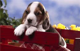 新人养狗的十大注意事项，这些你都知道吗?