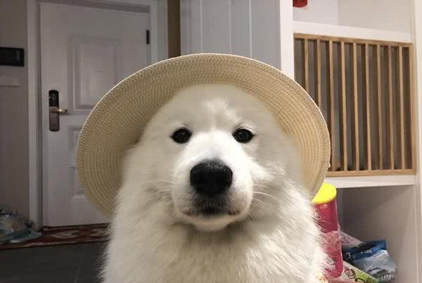 没有养过萨摩耶的人对萨摩耶最深的误解:拆家?傻白甜?都不是