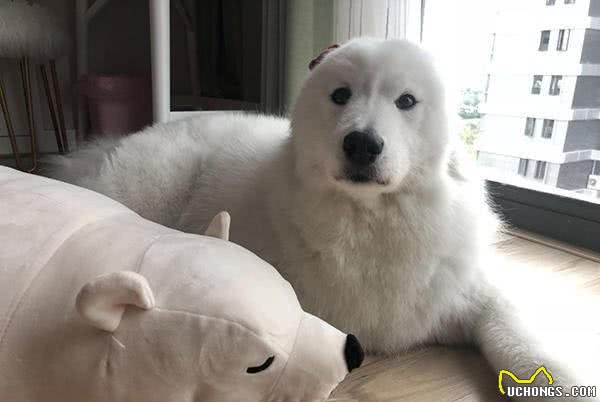 没有养过萨摩耶的人对萨摩耶最深的误解:拆家?傻白甜?都不是