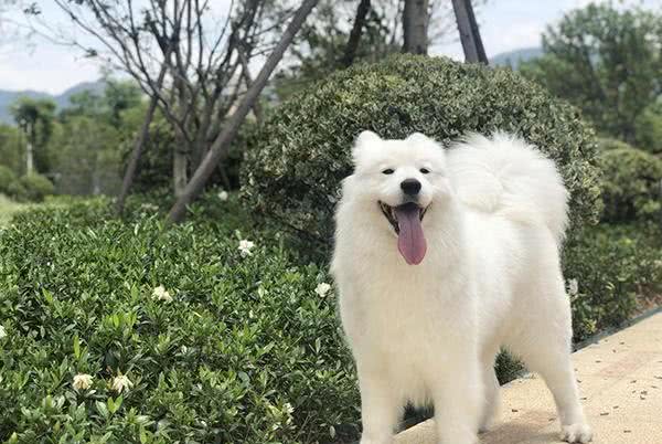 没有养过萨摩耶的人对萨摩耶最深的误解:拆家?傻白甜?都不是