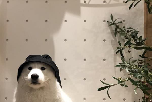 没有养过萨摩耶的人对萨摩耶最深的误解:拆家?傻白甜?都不是