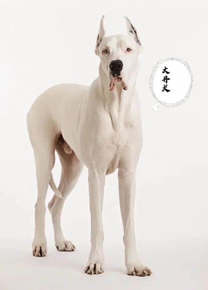 全球体型最大的犬种排名如下:1.**大丹犬**