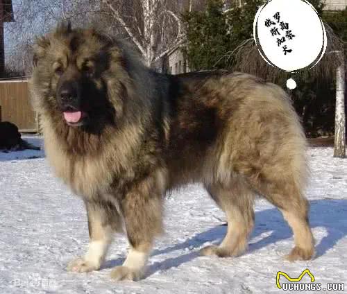 全球体型最大的犬种排名如下:1.**大丹犬**